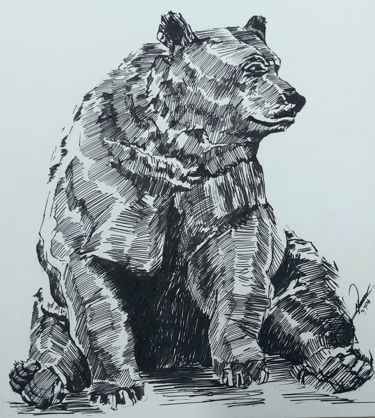 Pen Sketch - Bear